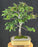 Dwarf European Beech Bonsai Tree - (Fagus sylvatica 'Sandrode')