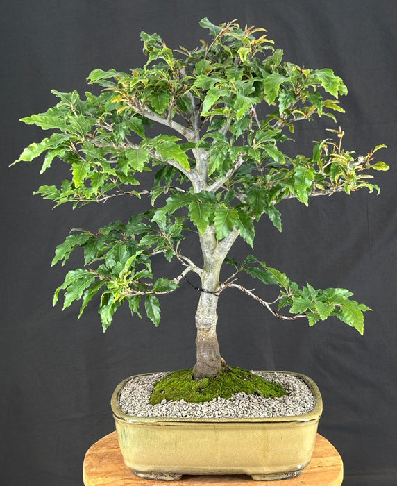 Dwarf European Beech Bonsai Tree - (Fagus sylvatica 'Sandrode')