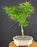 Mikawa Yatsubusa Japanese Maple Bonsai Tree - (acer palmatum 'Mikawa Yatsubusa')