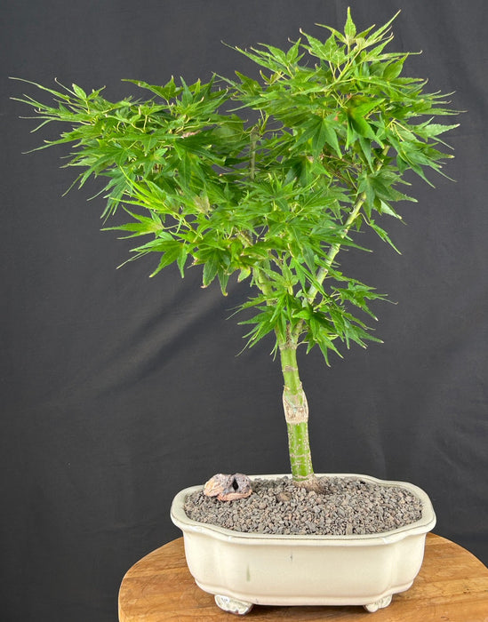 Mikawa Yatsubusa Japanese Maple Bonsai Tree - (acer palmatum 'Mikawa Yatsubusa')