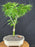Mikawa Yatsubusa Japanese Maple Bonsai Tree - (acer palmatum 'Mikawa Yatsubusa')