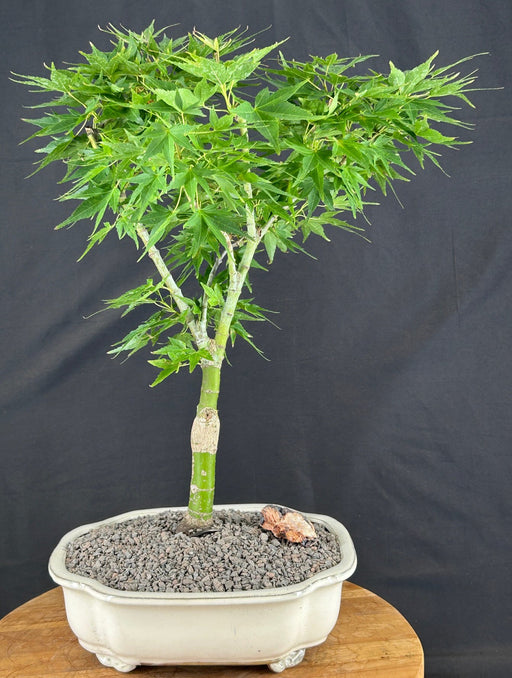 Mikawa Yatsubusa Japanese Maple Bonsai Tree - (acer palmatum 'Mikawa Yatsubusa')