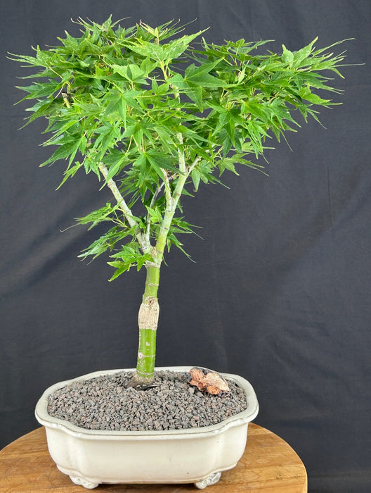 Mikawa Yatsubusa Japanese Maple Bonsai Tree - (acer palmatum 'Mikawa Yatsubusa')