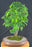 Flowering Brazilian Raintree Bonsai Tree - (pithecellobium tortum)