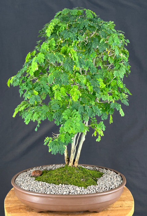 Flowering Brazilian Raintree Bonsai Tree - (pithecellobium tortum)