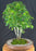 Flowering Brazilian Raintree Bonsai Tree - (pithecellobium tortum)