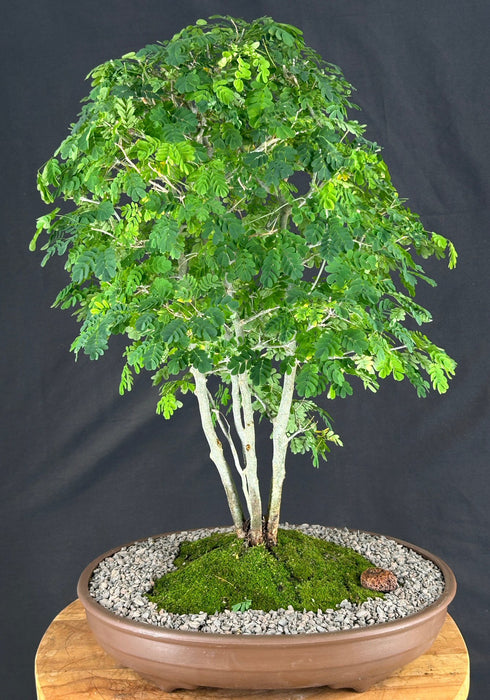 Flowering Brazilian Raintree Bonsai Tree - (pithecellobium tortum)
