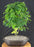 Flowering Brazilian Raintree Bonsai Tree - (pithecellobium tortum)
