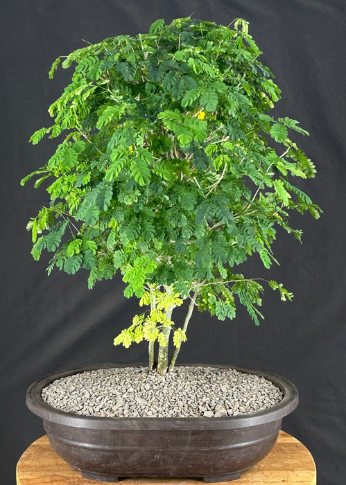 Flowering Brazilian Raintree Bonsai Tree - (pithecellobium tortum)