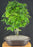 Flowering Brazilian Raintree Bonsai Tree - (pithecellobium tortum)