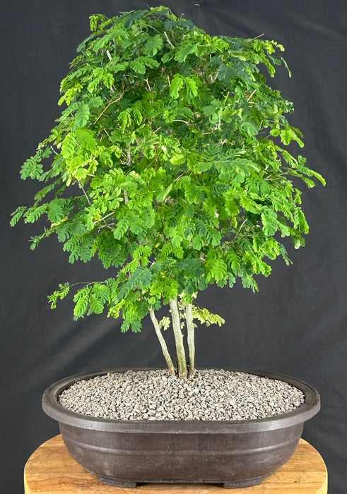 Flowering Brazilian Raintree Bonsai Tree - (pithecellobium tortum)