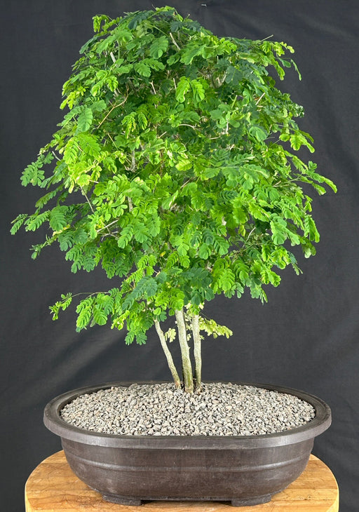 Flowering Brazilian Raintree Bonsai Tree - (pithecellobium tortum)