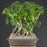 Hawaiian Umbrella Bonsai Tree - Banyan Style - (arboricola schefflera)