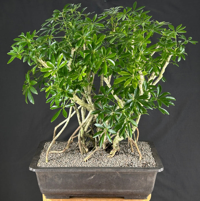 Juniper Bonsai Tree - Trained - (juniper procumbens nana)