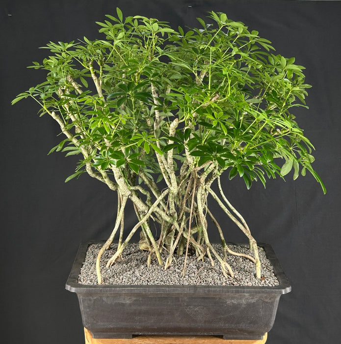 Hawaiian Umbrella Bonsai Tree - Banyan Style - (arboricola schefflera)