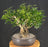 Hawaiian Umbrella Bonsai Tree - Banyan Style - (arboricola schefflera)