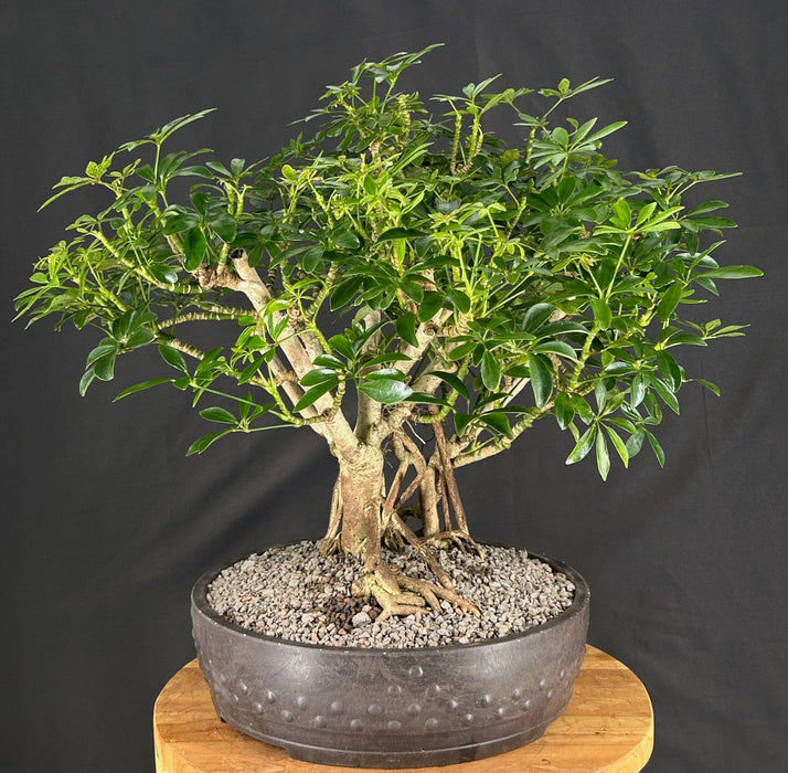 Hawaiian Umbrella Bonsai Tree - Banyan Style - (arboricola schefflera)