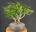 Hawaiian Umbrella Bonsai Tree - Banyan Style - (arboricola schefflera)