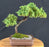 Juniper Bonsai Tree - Trained - (juniper procumbens nana)