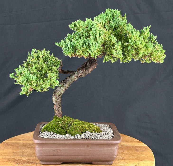 Juniper Bonsai Tree - Trained - (juniper procumbens nana)