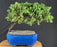 Juniper Bonsai Tree - Trained - (juniper procumbens nana)