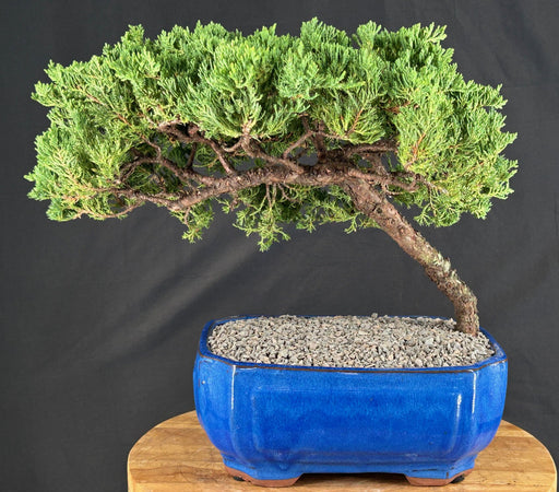 Juniper Bonsai Tree - Trained - (juniper procumbens nana)