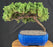 Juniper Bonsai Tree - Trained - (juniper procumbens nana)
