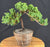 Juniper Bonsai Tree - Trained - (juniper procumbens nana)