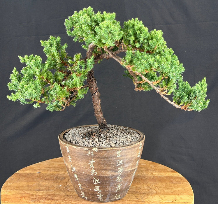 Juniper Bonsai Tree - Trained - (juniper procumbens nana)