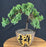 Juniper Bonsai Tree - Trained - (juniper procumbens nana)