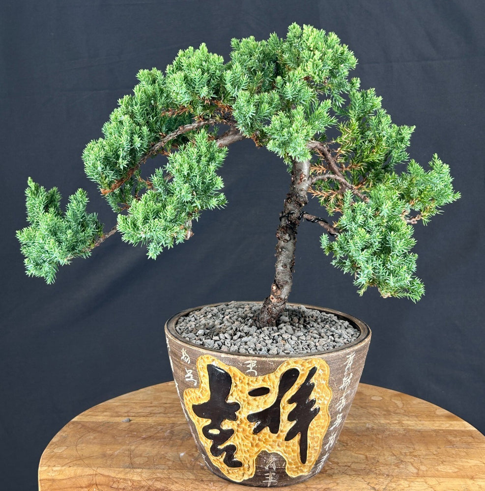 Juniper Bonsai Tree - Trained - (juniper procumbens nana)