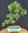Trained Juniper "Karate Kid" Bonsai Tree - (juniper procumbens nana)