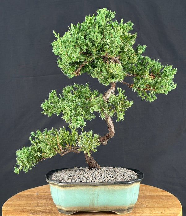 Trained Juniper "Karate Kid" Bonsai Tree - (juniper procumbens nana)