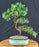 Trained Juniper "Karate Kid" Bonsai Tree - (juniper procumbens nana)