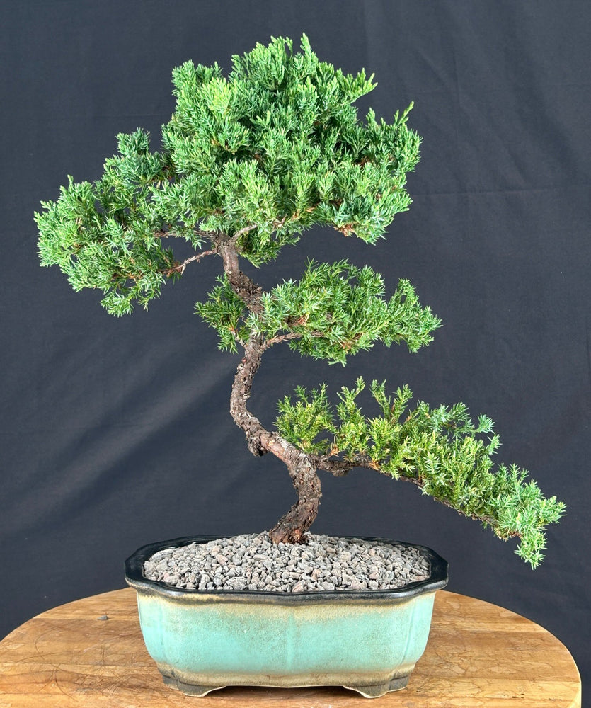 Trained Juniper "Karate Kid" Bonsai Tree - (juniper procumbens nana)
