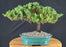 Juniper Bonsai Tree - Trained - (juniper procumbens nana)