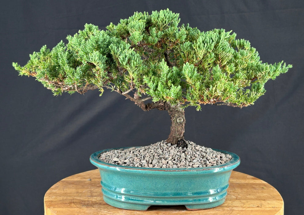 Juniper Bonsai Tree - Trained - (juniper procumbens nana)