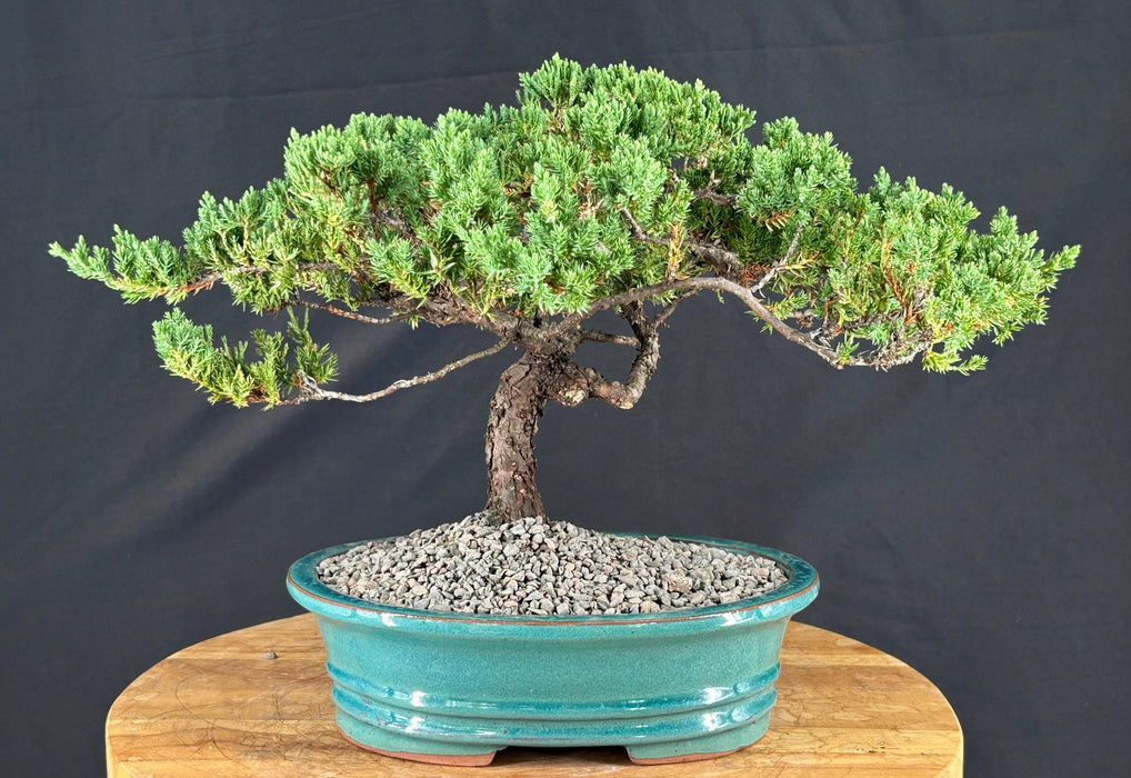 Juniper Bonsai Tree - Trained - (juniper procumbens nana)