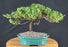 Juniper Bonsai Tree - Trained - (juniper procumbens nana)