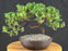 Juniper Bonsai Tree - Trained - (juniper procumbens nana)