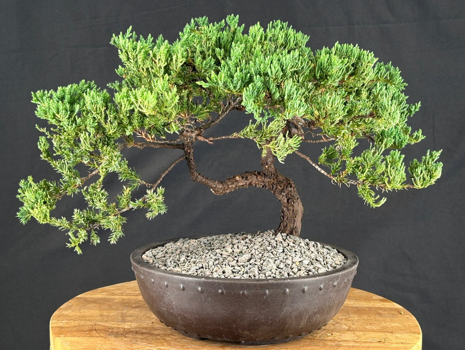Juniper Bonsai Tree - Trained - (juniper procumbens nana)