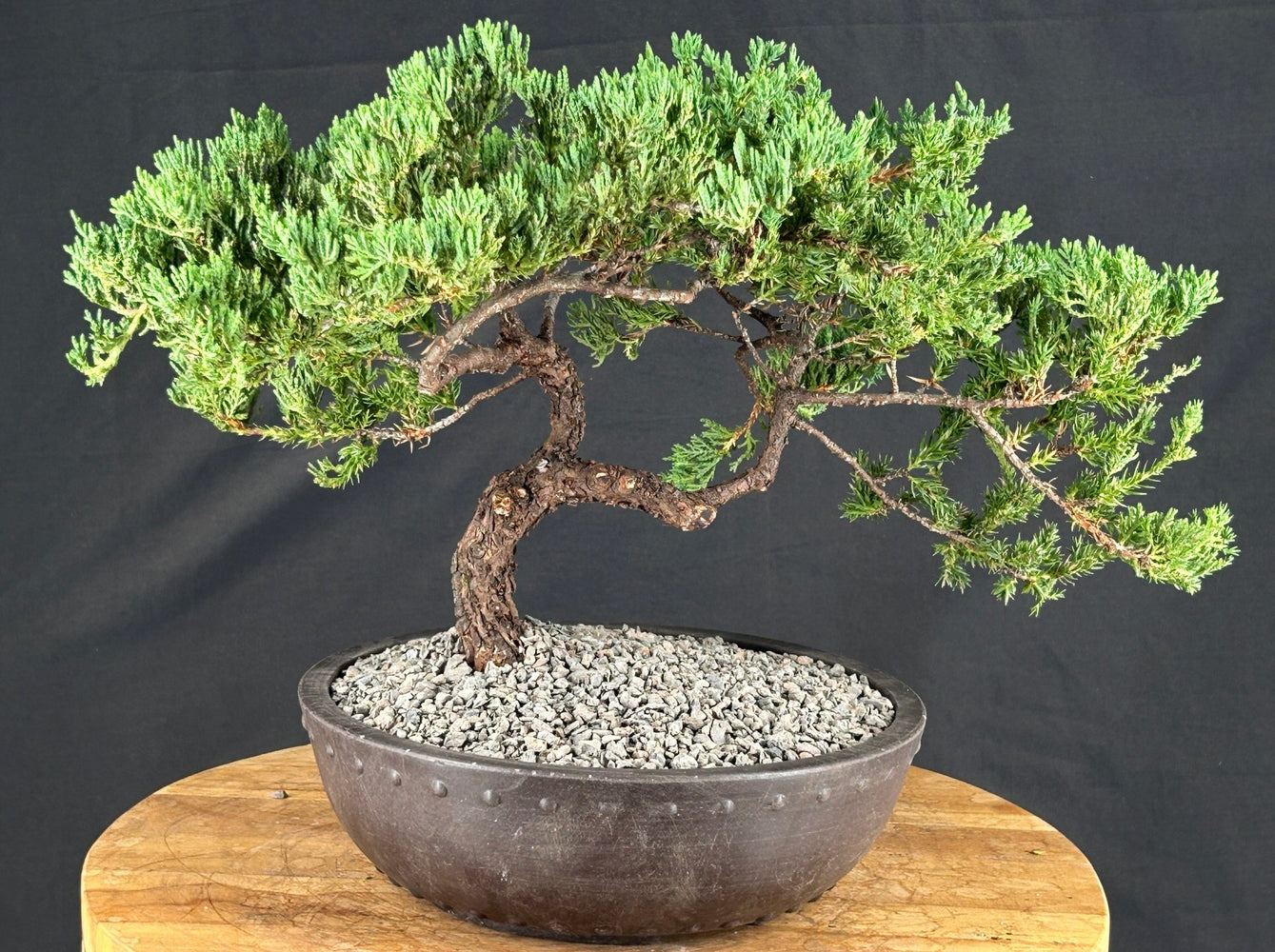 Juniper Bonsai Tree - Trained - (juniper procumbens nana)
