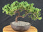 Juniper Bonsai Tree - Trained - (juniper procumbens nana)