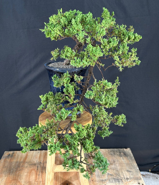 Cascading Juniper Bonsai Tree - (juniper procumbens nana)