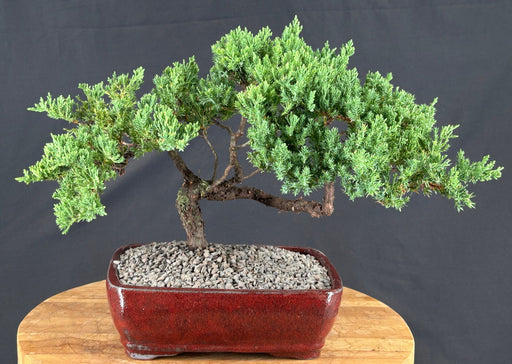 Juniper Bonsai Tree - Trained - (juniper procumbens nana)