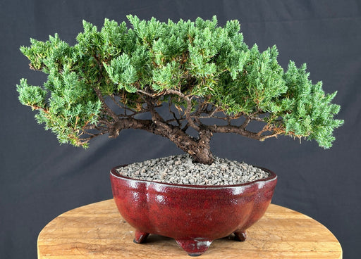 Juniper Bonsai Tree - Trained - (juniper procumbens nana)