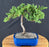 Juniper Bonsai Tree - Trained - (juniper procumbens nana)