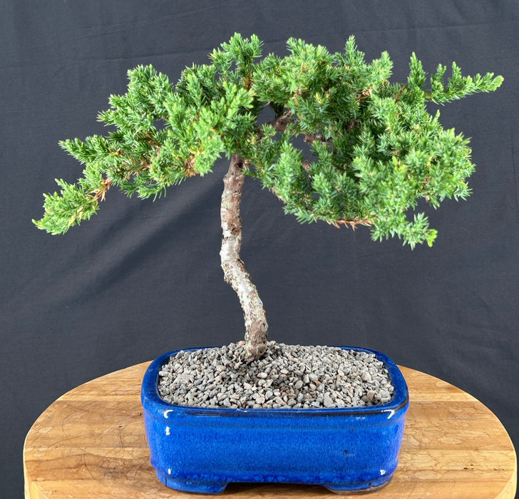 Juniper Bonsai Tree - Trained - (juniper procumbens nana)