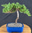 Juniper Bonsai Tree - Trained - (juniper procumbens nana)