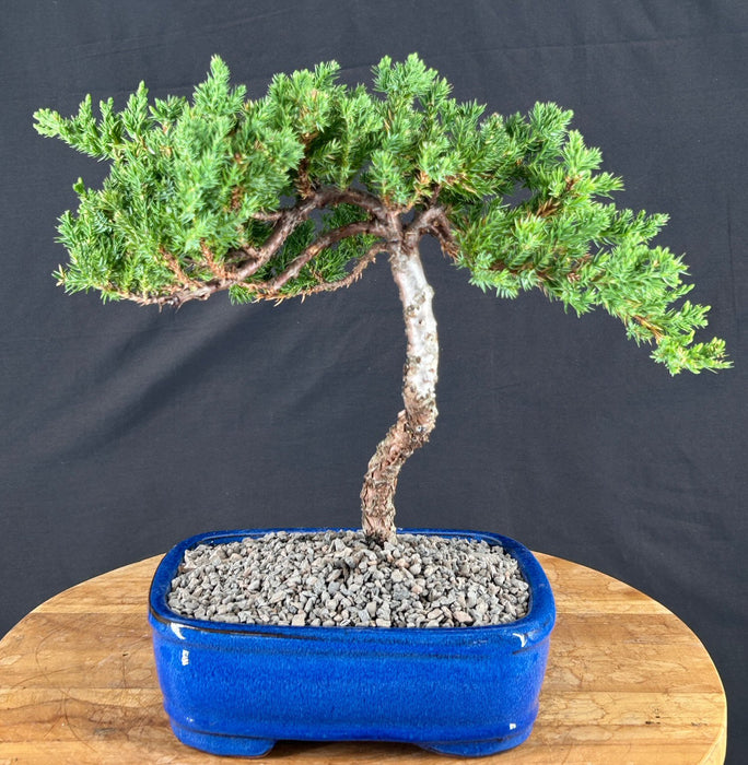 Juniper Bonsai Tree - Trained - (juniper procumbens nana)